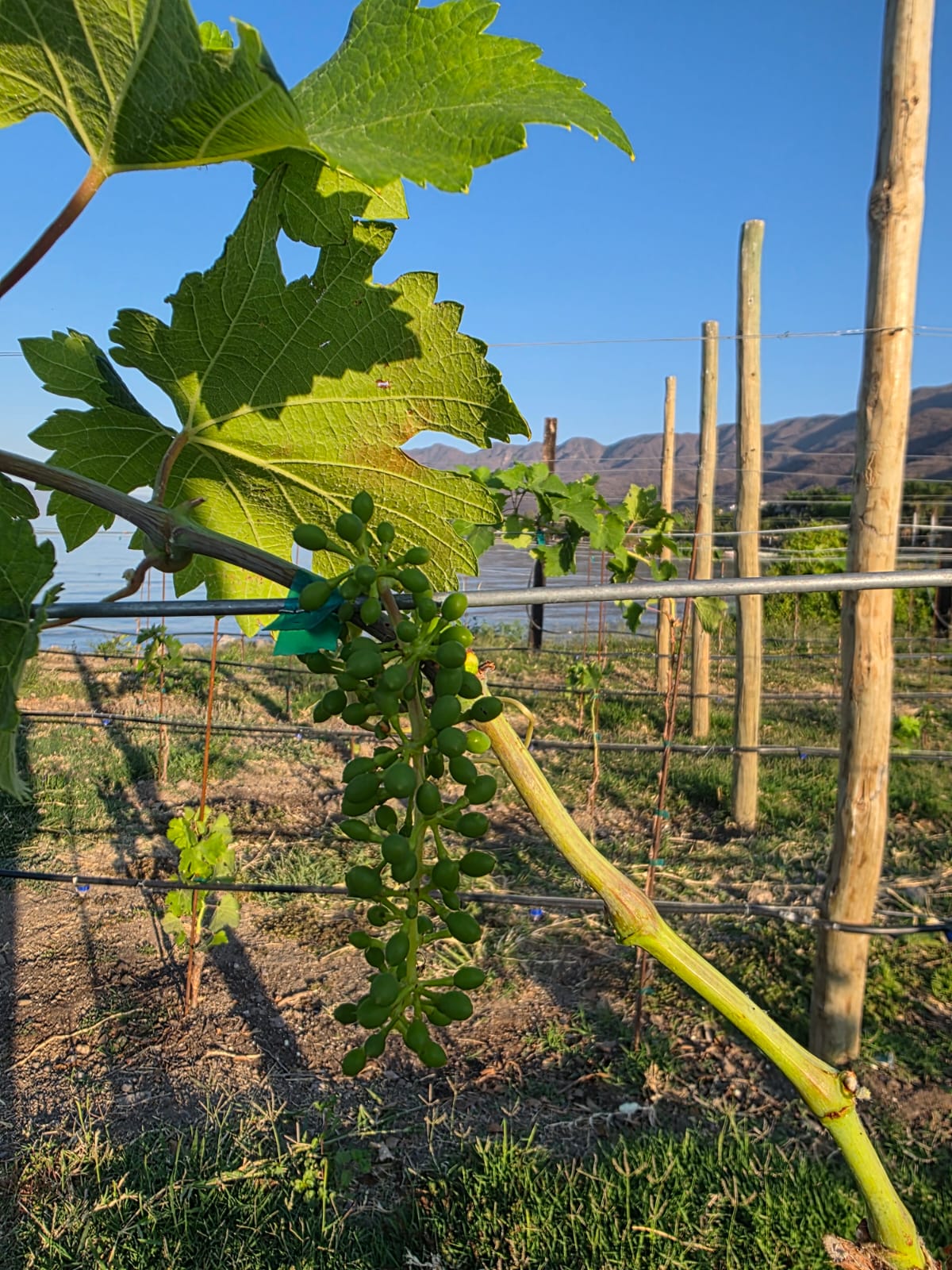 Viñedo Cava Nimue